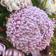 Mountain view the views from the cottage include canyons and ridge lines of each season offers something new to see. The Posy Express United States California Carmel Valley Slow Flowers