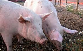 Opportunities for development of a vaccine in. Collaboration Called For In African Swine Fever Fight