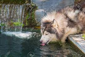 Older puppies that have already been weaned generally need between one half ounce and one ounce of water per pound of body weight per day. Close Up Of Siberian Husky Dog Drinking Water From Pond Stock Photo Picture And Royalty Free Image Image 59159189