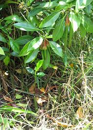 Image result for Bruguiera