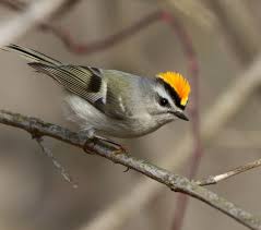 Erdal Yavas Adli Kullanicinin Kuslar Panosundaki Pin Birds Reptiles Amphibians Ve Mammals