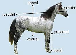 anatomische lage und richtungsbezeichnungen wikiwand horse anatomy horse therapy horses