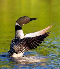 Water Birds Of Northern Indiana Common Loon Flapping Its Wings During A Courtship Display Loons Are Aquatic Diving Birds Found In Many Parts Of North America A Loon Pet Birds Beautiful Birds