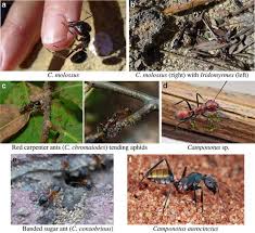 These ants excavate tunnels in wood that resemble the damage of. Superorganismic Behavior Via Human Computation Springerlink