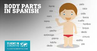 Parts of the body | infographic. The Ultimate Guide To Body Parts In Spanish