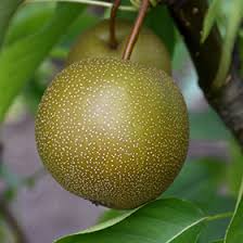 Image result for Pyrus pyrifolia