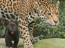 Wallpaper cat look leaves baby cub kitty serval c tambako the. Black Jaguar Cubs Learn To Stalk At Artis Zooborns