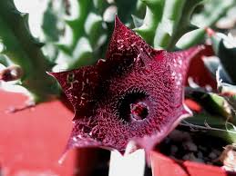 Image result for Huernia erectiloba