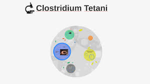 Clostridium tetani is a common soil bacterium and the causative agent of tetanus. Clostridium Tetani By Fawn Bennett