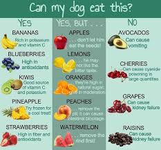When it comes to feeding our dogs human food, some typical questions arise: 30 Human Foods Dogs Can And Can T Eat Rottweiler Life