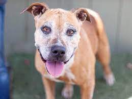 Frosted Face Needs Love Animal Shelter Humane Society Animals