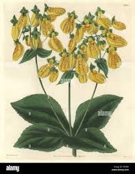 Image result for Calceolaria tripartita