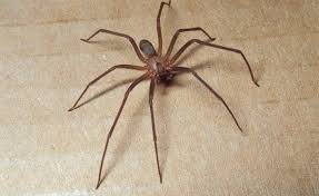 5 Spiders In Your Yard That Can Kill You House Life Today In 2020 Brown Recluse Recluse Spider Brown Recluse Spider