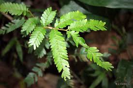 Image result for Zanha golungensis