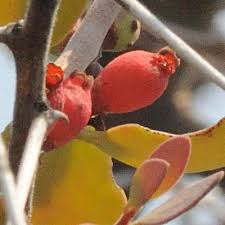 Image result for Tapinanthus dependens