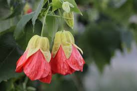 Image result for Abutilon lauraster