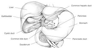 111w x 250h crosses 20.14w x 45.36h cm 14 colors colors dmc codes included. Biliary System With Labels For The Liver Gallbladder Cystic Duct Common Bile Duct Duodenum Pancreatic Duct Stomach Pancreas And Common Hepatic Duct Media Asset Niddk