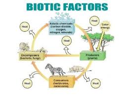5 Biotic Factors In The Ocean Locality Factors Biotic Factors In Detail Forestrypedia Biotic Abiotic Ecosystems