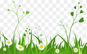 Image result for Pogonarthria