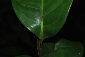 Image result for Artabotrys likimensis