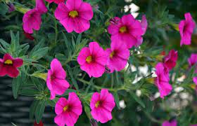 Petunia Flower Emoji Best Flower Wallpaper