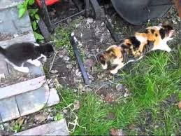 Where can you get a calico cat or kittens? Calico Cat And Her Two Kittens Youtube