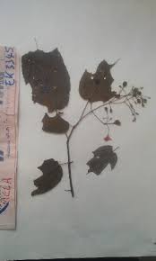 Image result for Dinophora spenneroides