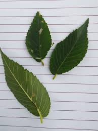 Image result for Ulmaceae