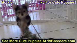 Check spelling or type a new query. Morkie Puppies For Sale In Duluth Minnesota County Mn Hennepin Dakota Washington Stearns Youtube