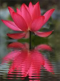 Namaste Cafe Timeline Photos Facebook Schone Blumen Liebe Blumen Blumen Pflanzen