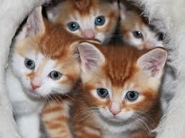 Up to 40% off at yanzuly/ miusavings.com. Pets