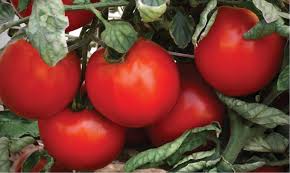 Keep checking rotten tomatoes for updates! Fresh Look Tomato Produce Grower