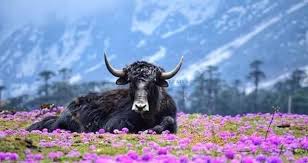 Yumthang, which is at an altitude of 12,000 ft., is situated about 135 km from gangtok. Yumthang Valley North Hotel White Orchid Pelling Facebook