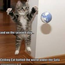Cat Pics With Funny Captions Funny Photos Of Cats Cute Cats Pictures Funny Cat Caption Pictures Funny Cat Captions Cat Captions Funny Cat Pictures