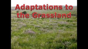 Grassland Adaptations Youtube