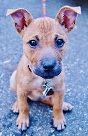 The boxer shepherd is a dog that has a fine personality. Shepherd Boxer Mix Puppies