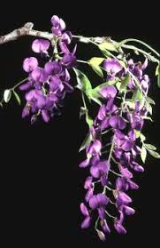 Image result for Bolusanthus
