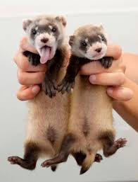 Great Plains Of Texas Google Search Baby Ferrets Pet Ferret Cute Ferrets