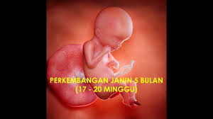 Pergerakannya udah mulai aktif banget ya bun terlihat ke permukaan,beda dengan umur 4 bulan belum nampak tapi sudah terasa oleh bunda. Perkembangan Janin 5 Bulan 17 20 Minggu Youtube