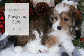 Our listings are from top breeders from around the country. Cavachon Puppies For Sale Foxglove Farm