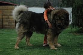 Rasa De Caine Ciobanesc Caucazian Aflati Ro Caucasian Shepherd Dog Caucasian Mountain Dog Large Dog Breeds