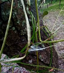 Image result for Ceropegia stenantha