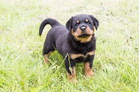 3 girls and 1 boy left i have 6 beautiful chunky rottweiler puppies for sale, ready to leave for their forever homes 15th february 3 boys and 3 girls. Producer Of Rottweiler Puppies For Sale Now Keene For Sale Keene Pets Dogs