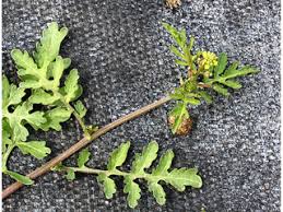 Image result for Rorippa