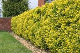 Jun 09, 2021 · wintercreeper euonymus (euonymus fortunei) is a versatile species with shrubby, groundcover, and vining varieties on the market. Euonymus Japonicus Chollipo Pnw Plants Zone 6 7 Evergreen Shrub 12 H X 6 W Full Sun No Pests Makes Plants Front Yard Landscaping Backyard Landscaping