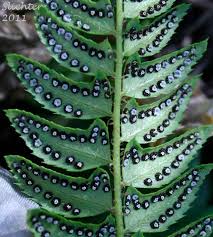 Image result for Lonchitis