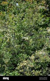 Image result for Pentaphylacaceae