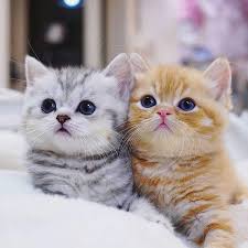 Tama berarti bola sehingga sangat mewakili penampilan kucing yang cenderung gendut. 15 Rekomendasi Nama Kucing Jantan Unik Beserta Artinya Cocok Untuk Kamu Pecinta Kucing Kabar Lumajang