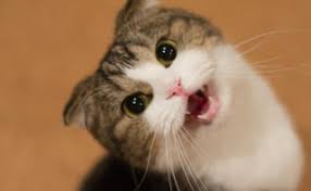 We did not find results for: 99 Tafsir Mimpi Melihat Kucing Berdasarkan Islam Dan Primbon
