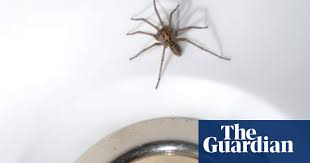 Over the next several days, try again once each day. Notes And Queries How Long Do House Spiders Live Wildlife The Guardian